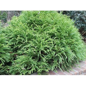 Kryptoméria japonská (Cryptomeria japonica) 'LITTLE CHAMPION', výška: 15-25 cm, ø 20-30 cm, kont. C3L (-23 °C) 